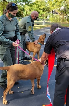 Canine officers hold a special place in our hearts
